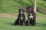 CANE CORSO 1353